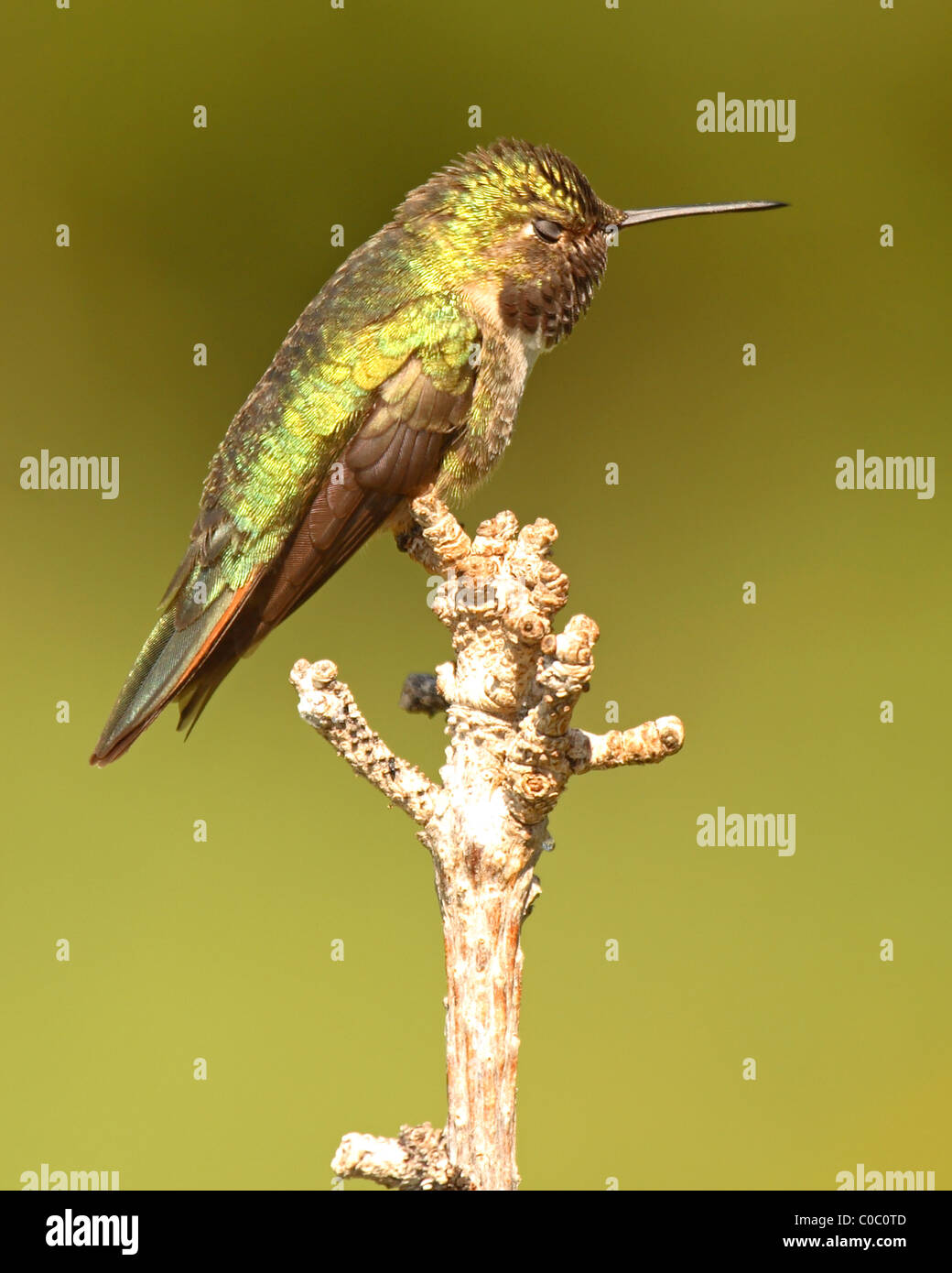 A Hummingbird taking a quick siesta. Stock Photo