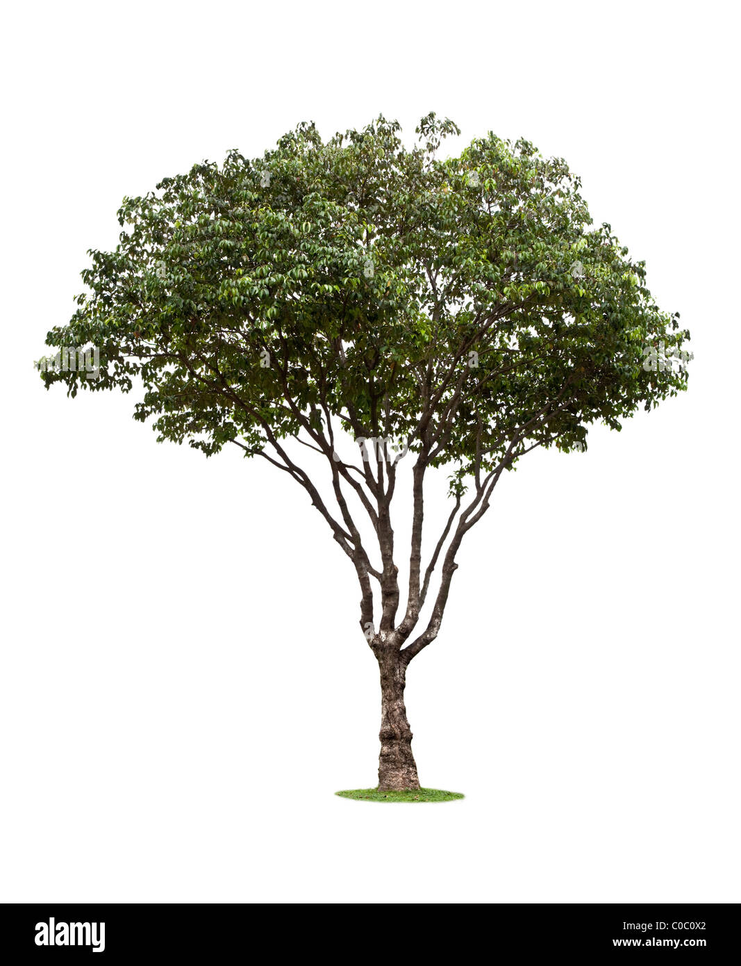 Tropical evergreen tree hires stock photography and images Alamy