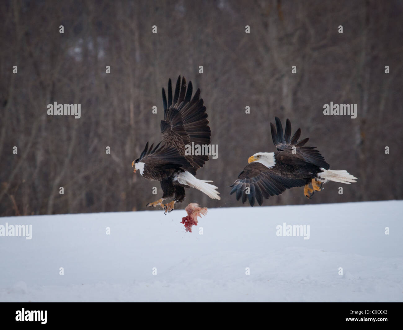 Eagles in flight, fighting over scraps of chicken carcass, during the Eagle Watch in Sheffield