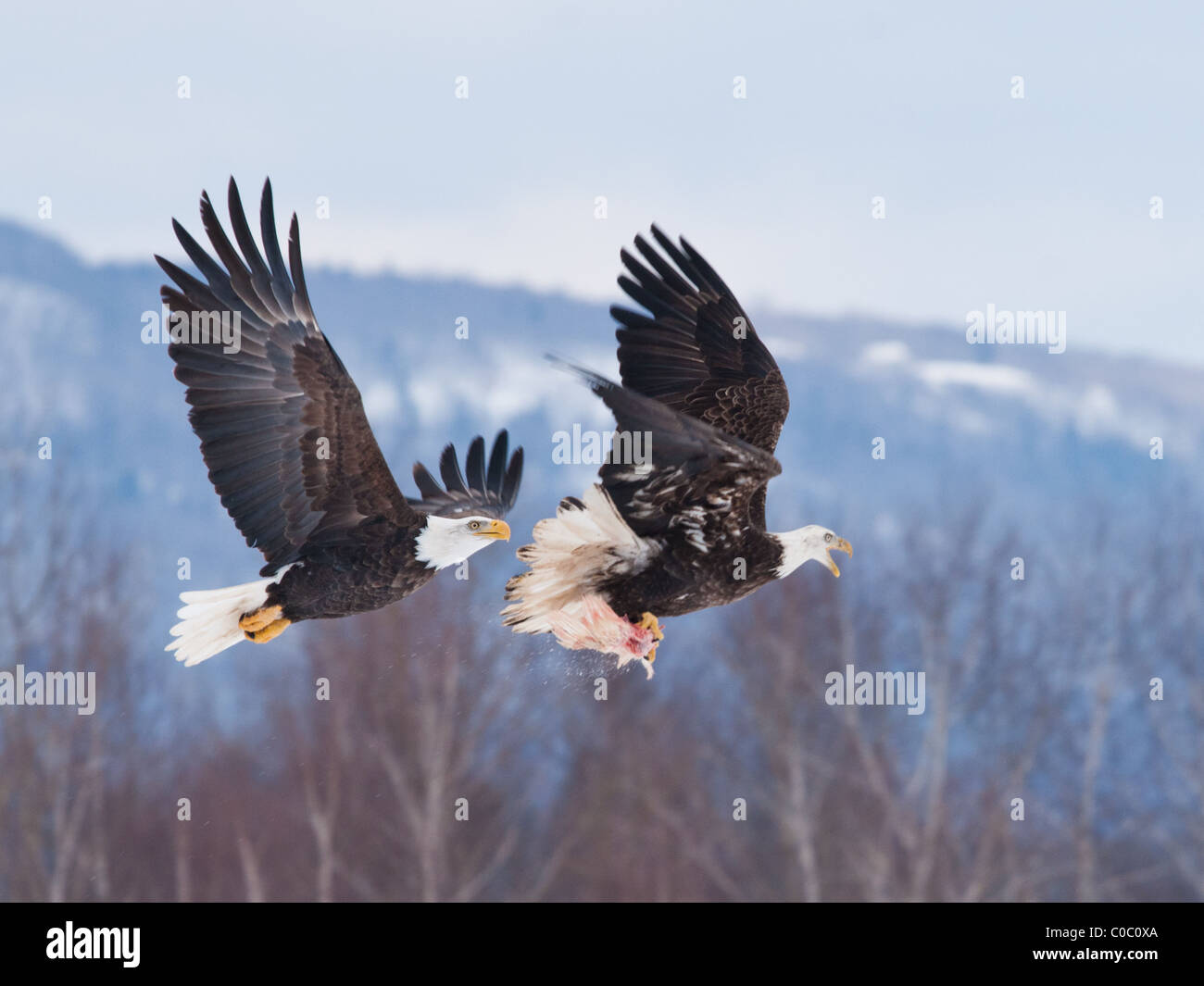 Eagles in flight, fighting over scraps of chicken carcass, during the Eagle Watch in Sheffield