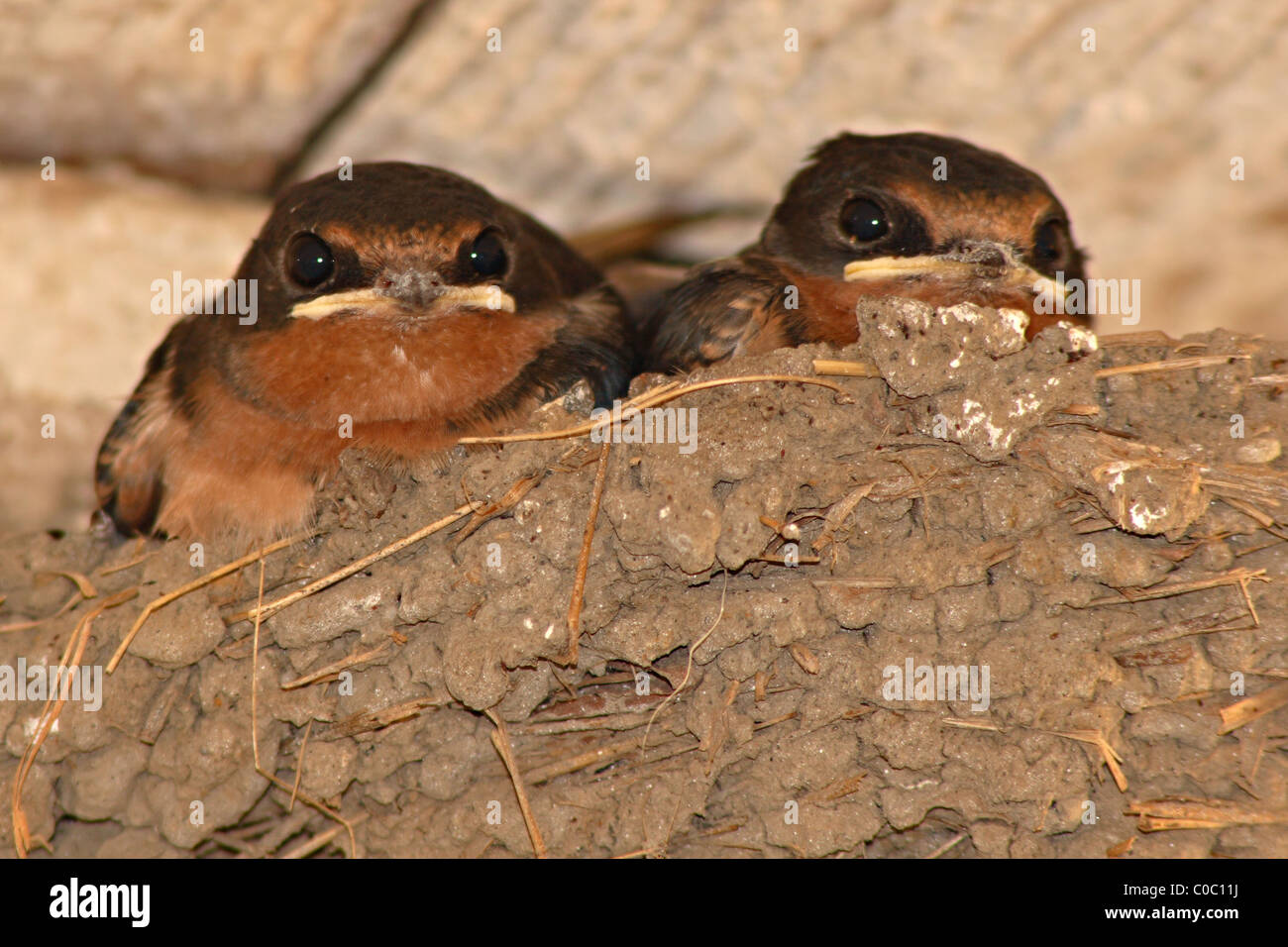 Barn Swallow babies in the nest Stock Photo - Alamy