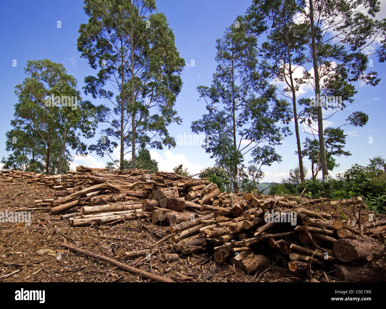 Eucalyptus trees and stacked firewood Stock Photo Alamy