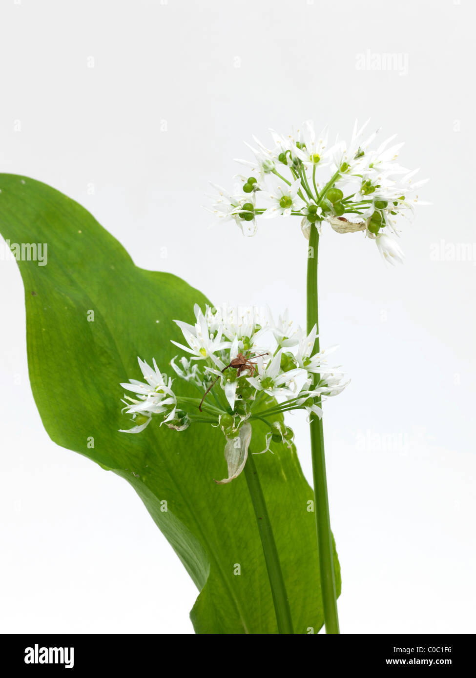 Wild Garlic Flowers Stock Photo Alamy