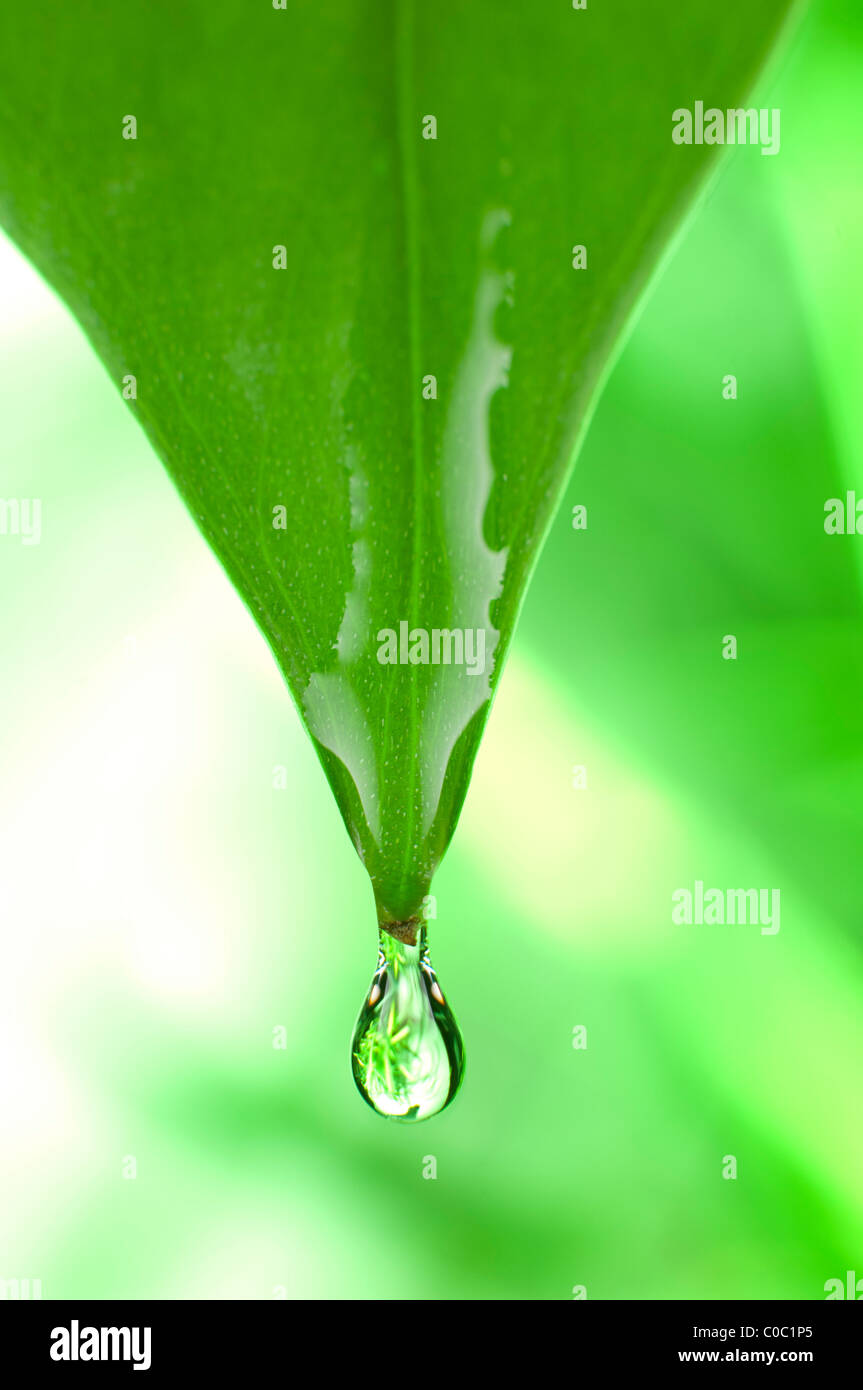 Image result for drip tip leaf