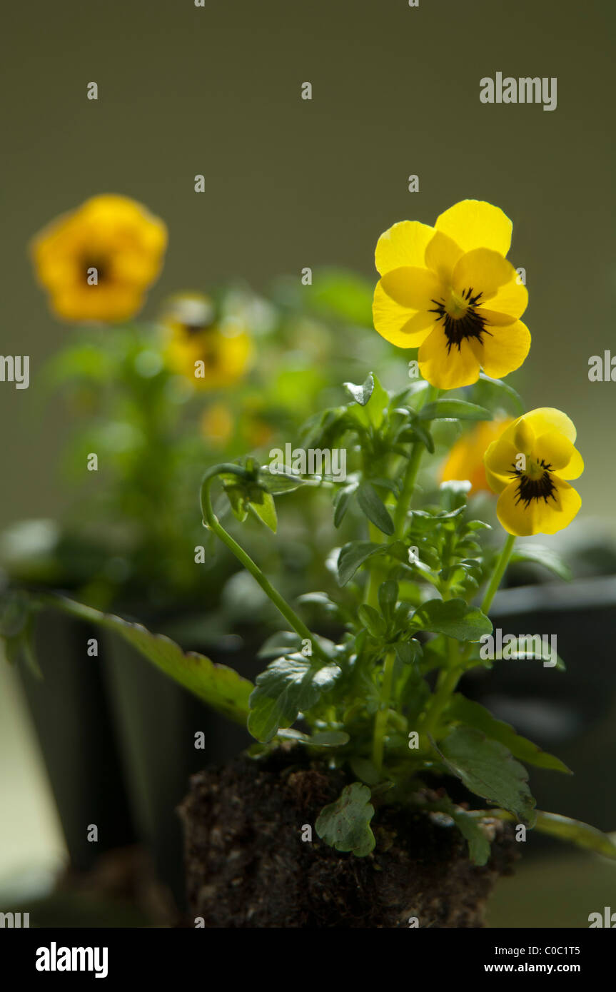 yellow pansies ready for planting Stock Photo