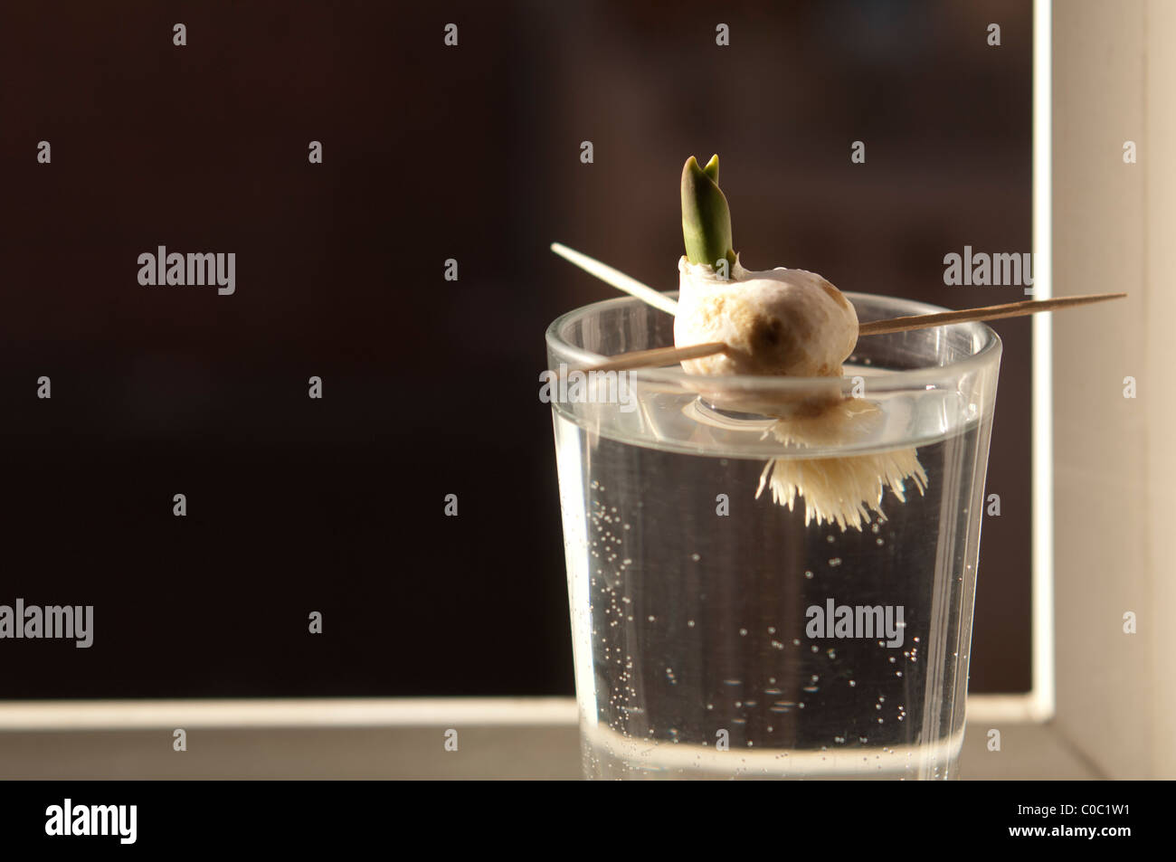 Tulip sprout hires stock photography and images Alamy