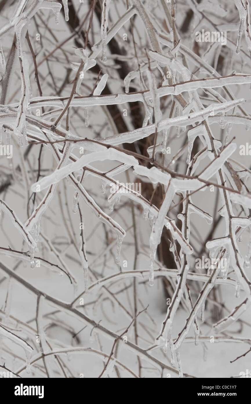 Branches covered with ice and snow Stock Photo - Alamy