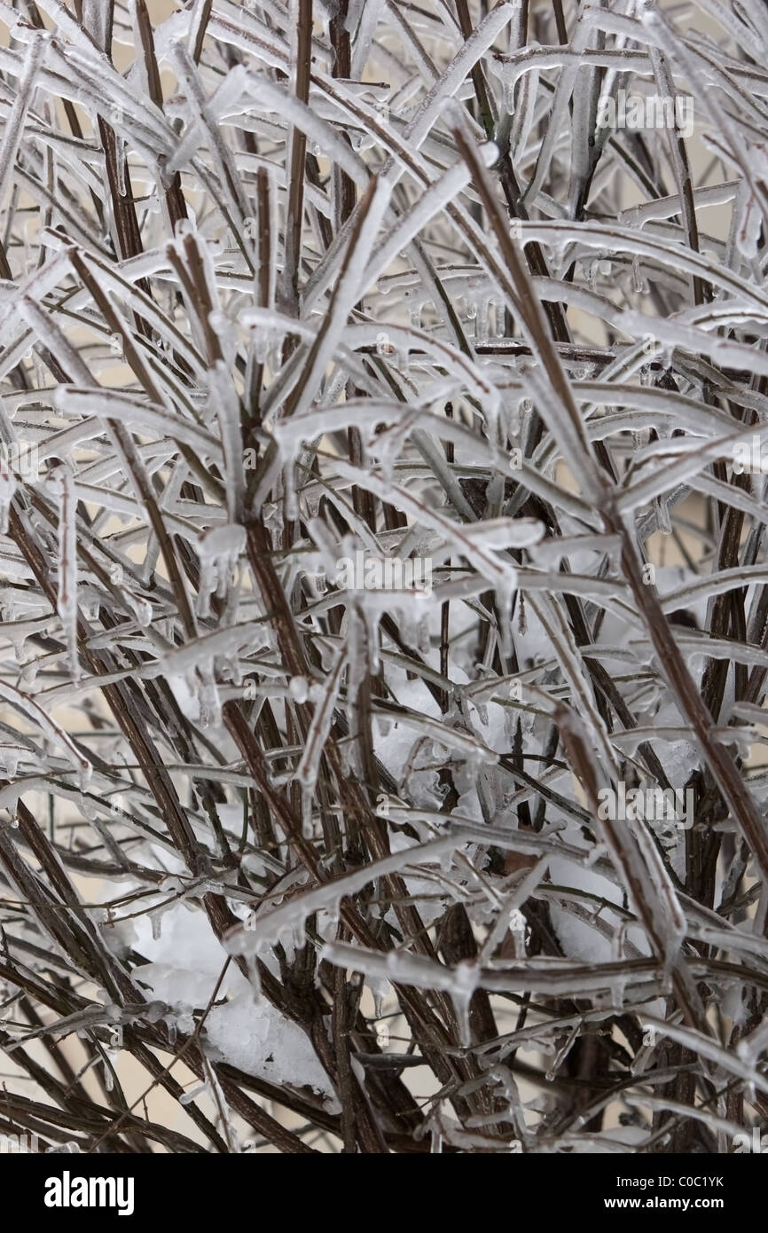 Icy Frozen Tree High Resolution Stock Photography and Images - Alamy