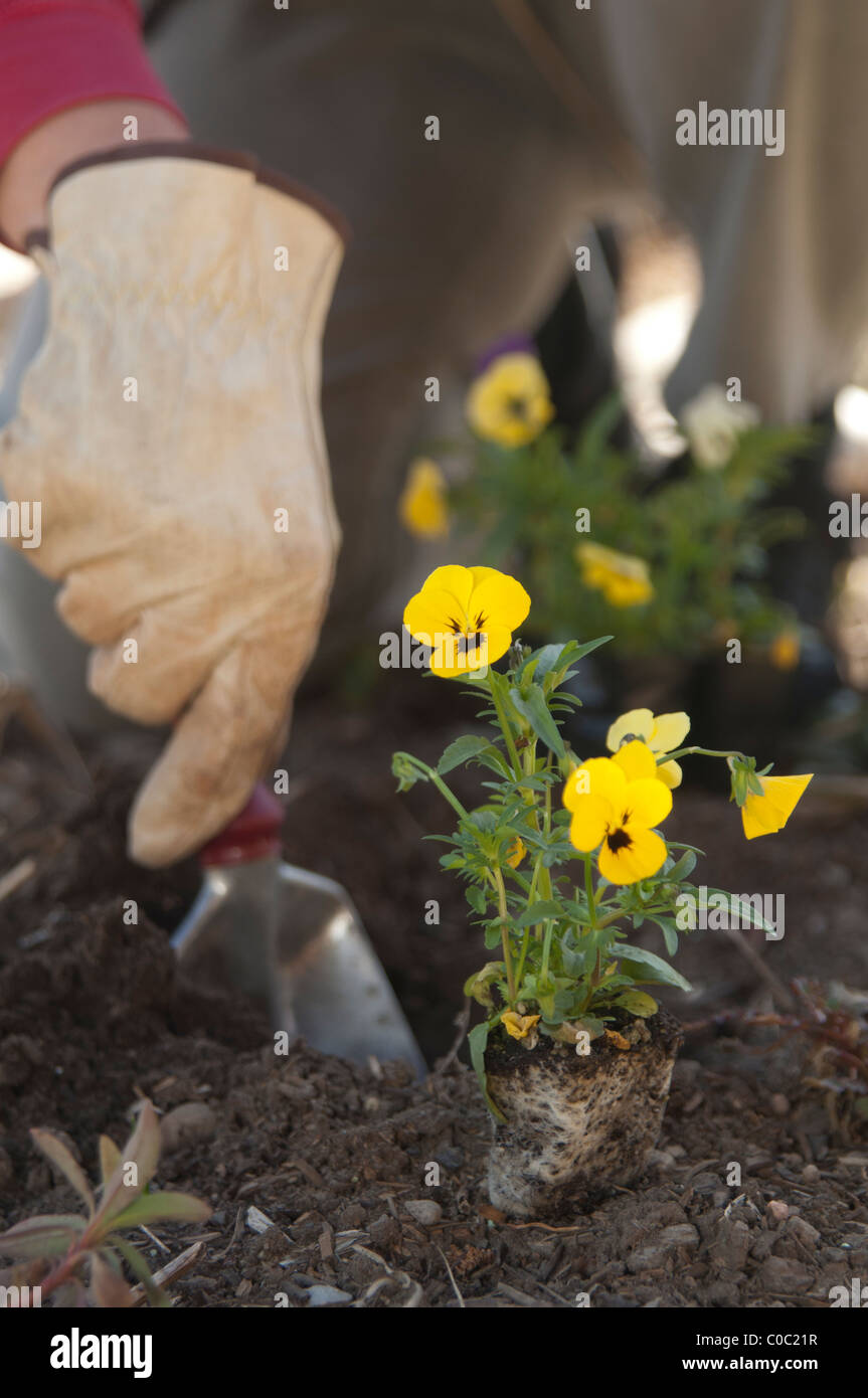 Planting pansies, Viola tricolor hortensis Stock Photo