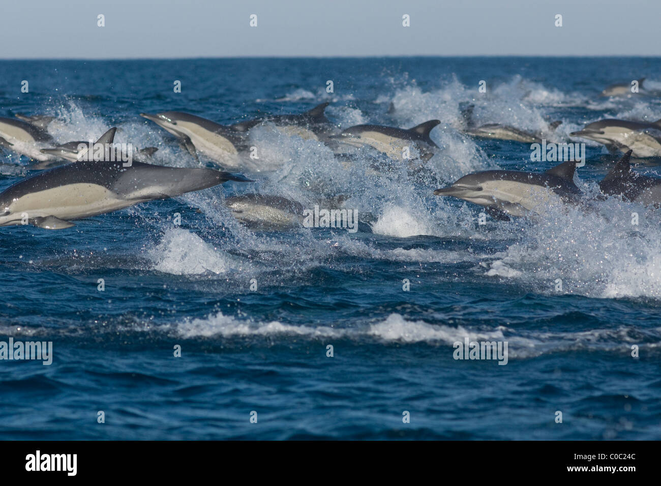 Common dolphin, Delphinus Capensis, travelling at speed, jumping. Sardine run, South Africa Stock Photo