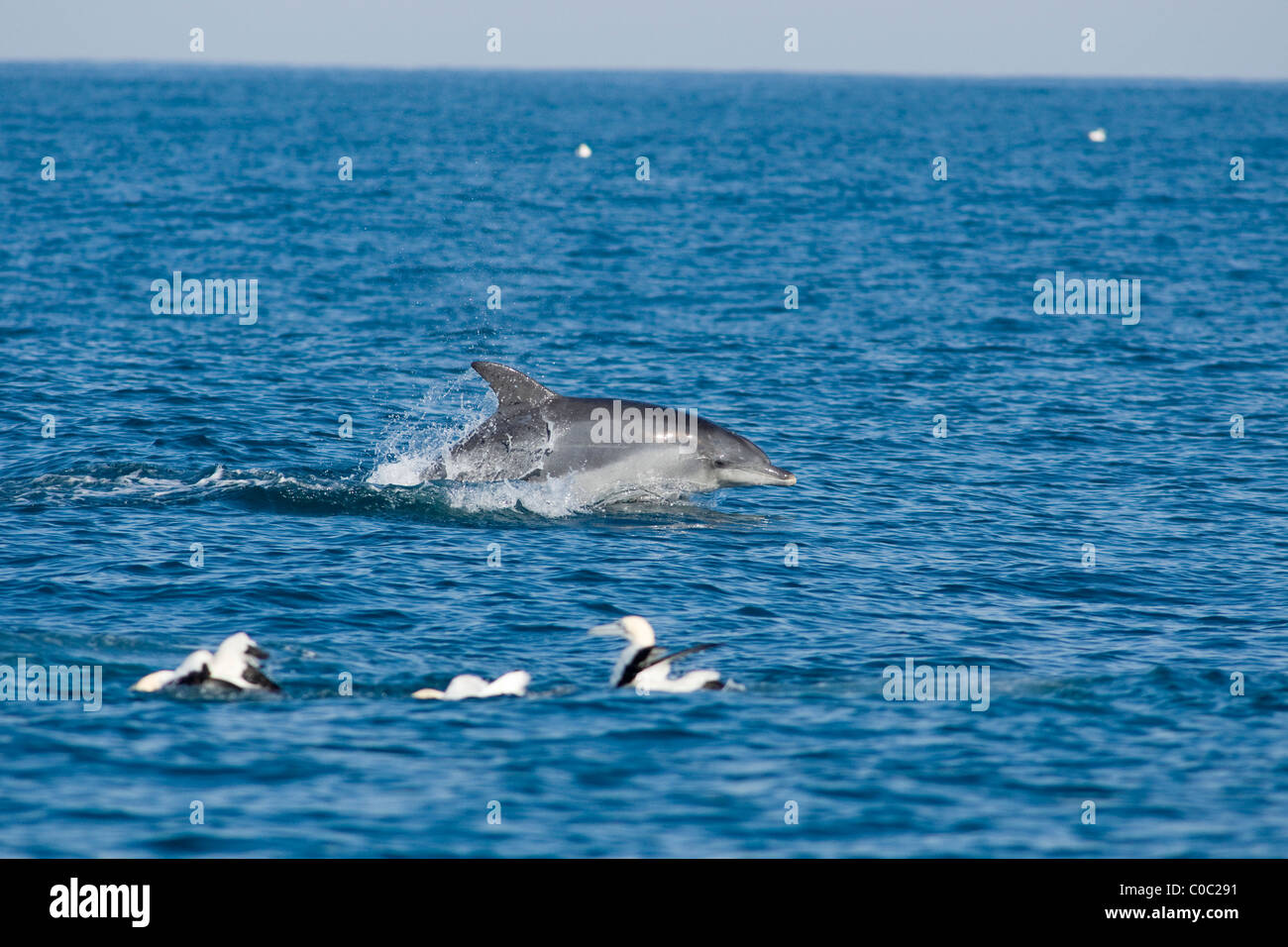 bottlenose dolphin, Tursiops aduncus, swimming at speed, wildcoast, South Africa Stock Photo