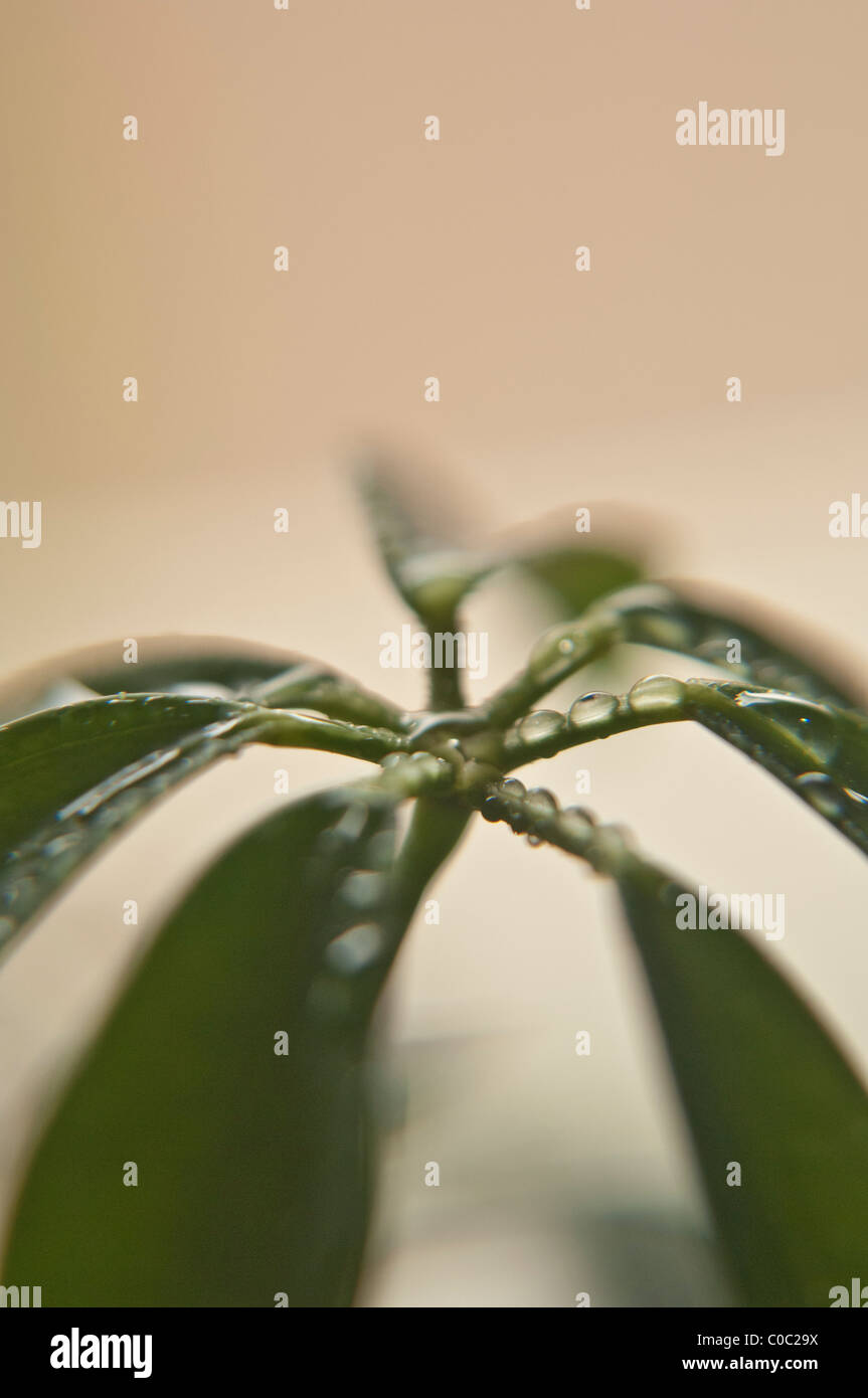 Schefflera close-up with dew drops Stock Photo