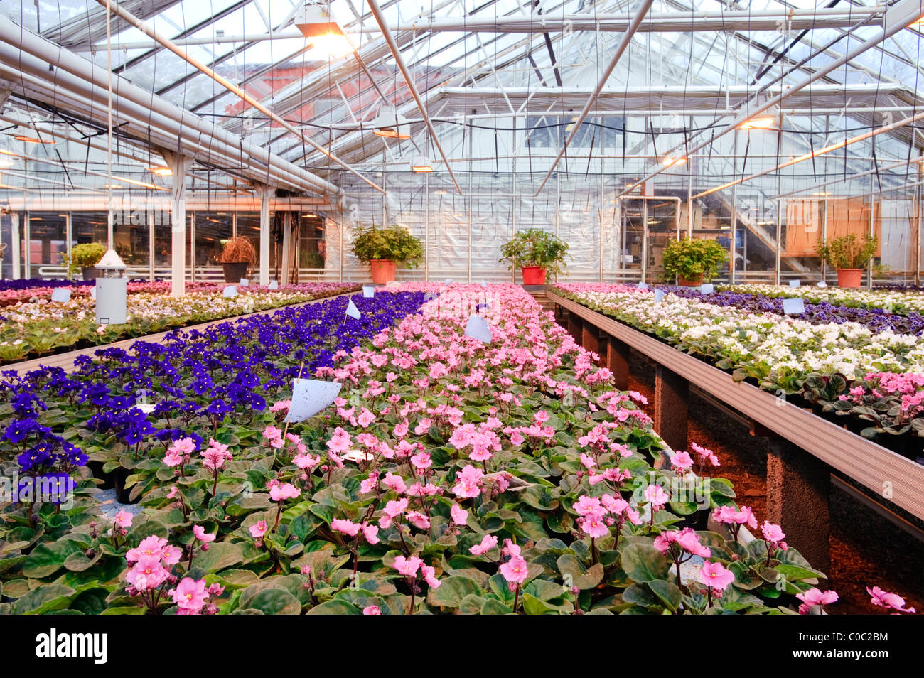 Greenhouse with rows of saintpaulia plants Stock Photo