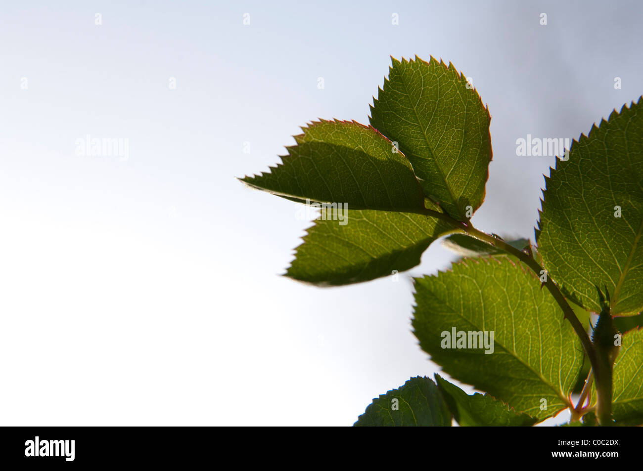 Rose Leaves Royalty Free Stock Images - Image: 35031849
