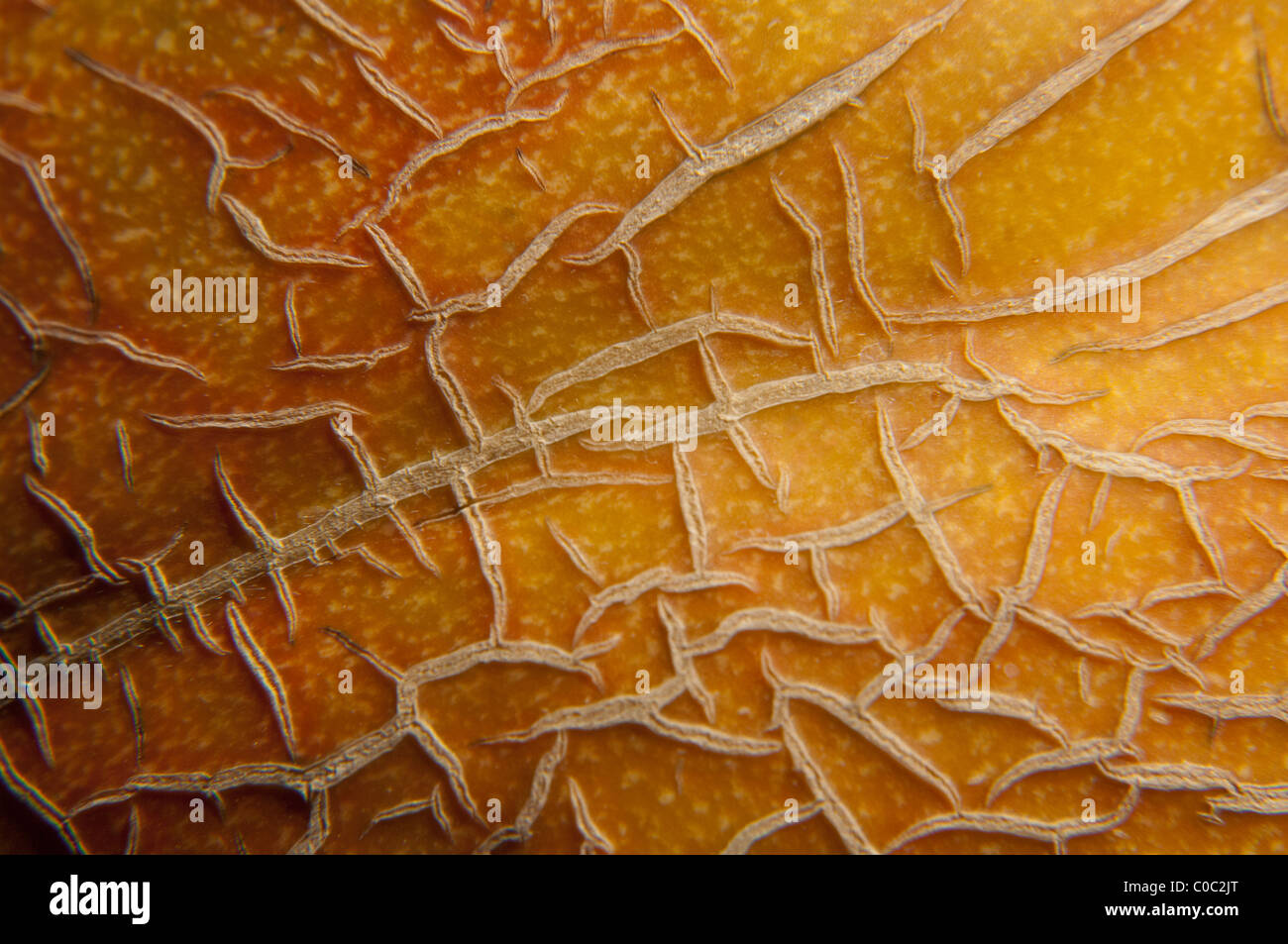 Melon skin closeup Stock Photo Alamy