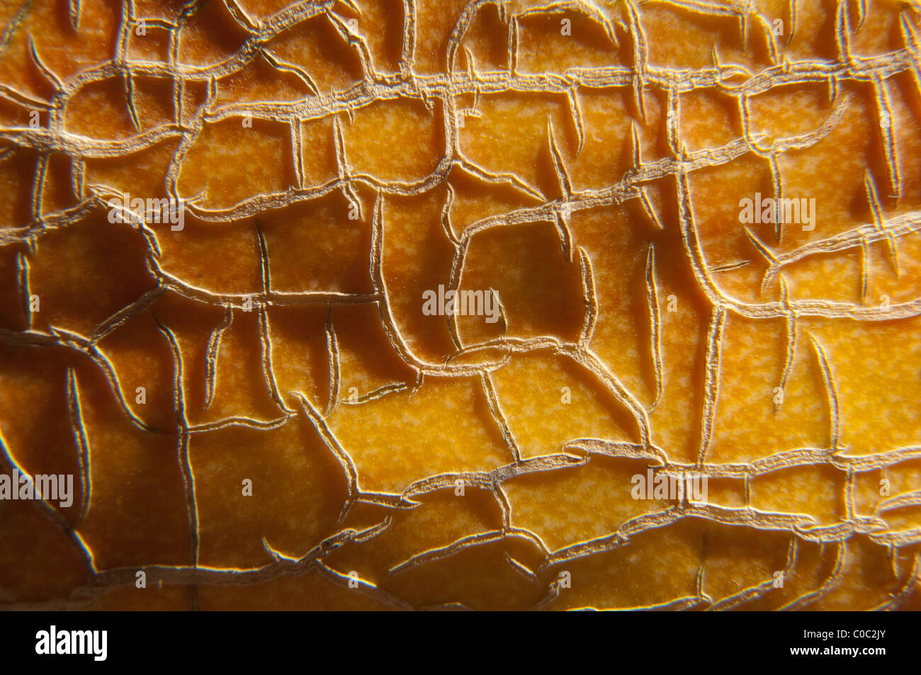 Melon skin closeup Stock Photo Alamy