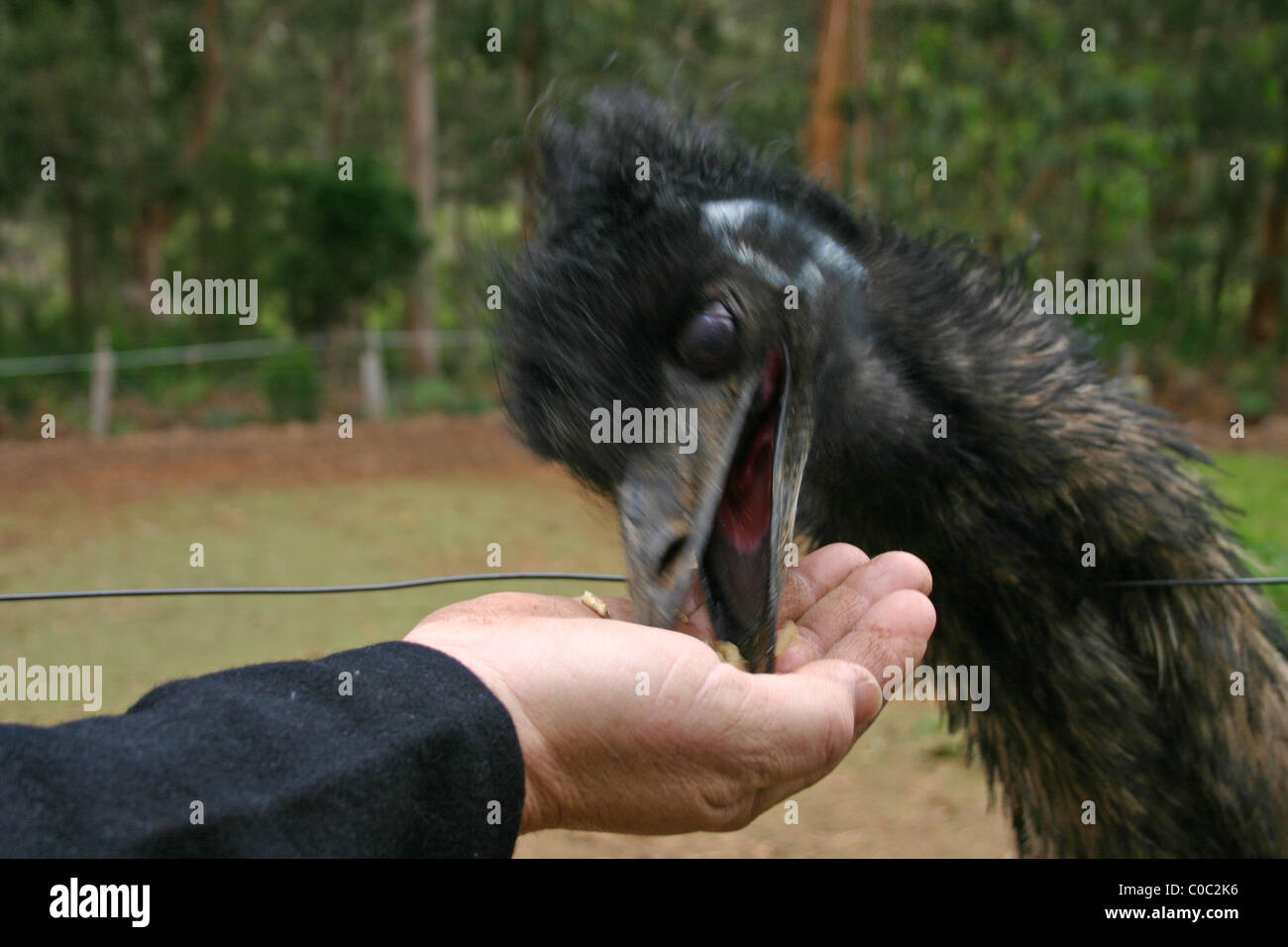 Emu eating out of hand Stock Photo