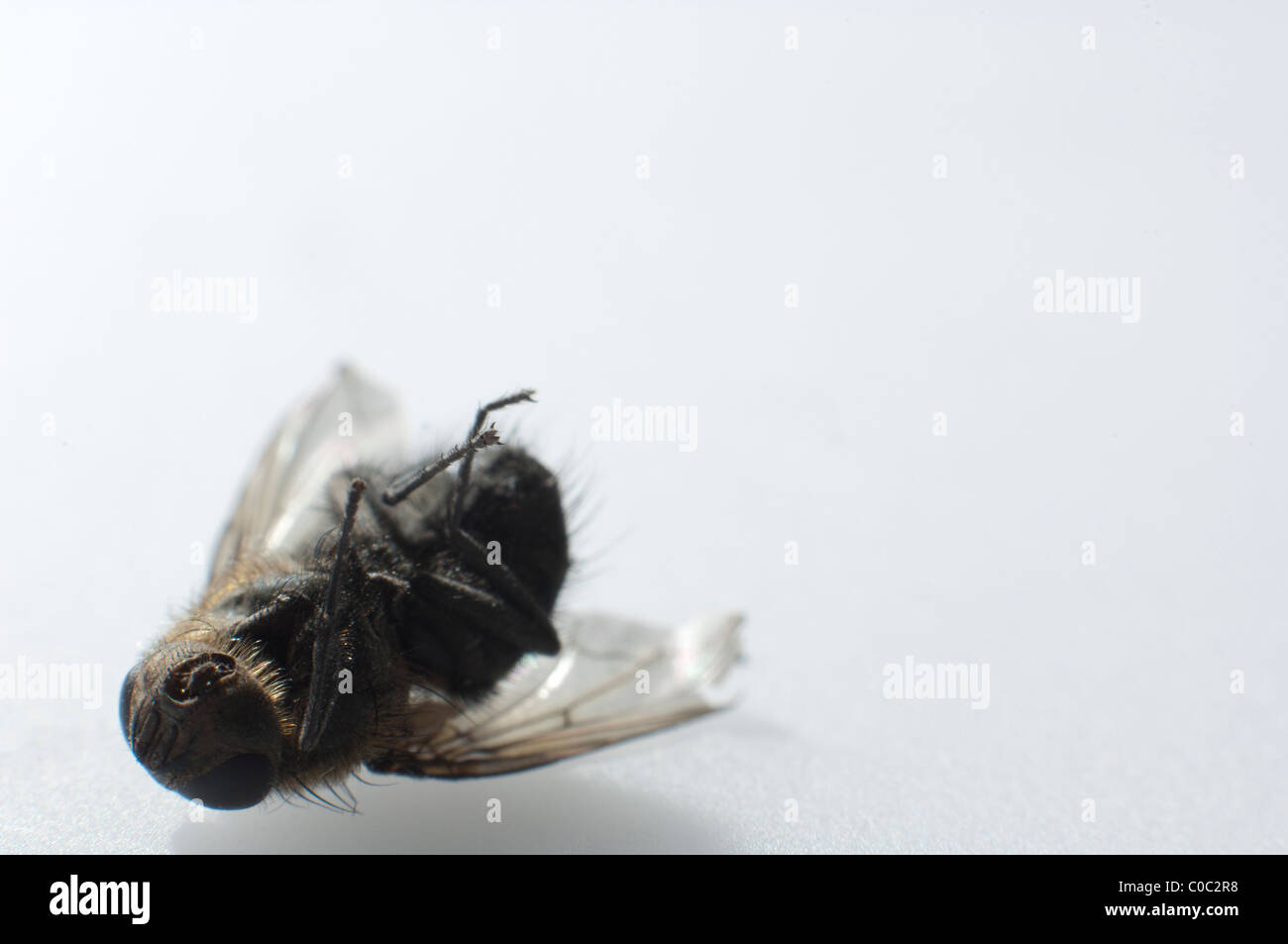 Dead housefly, Musca domestica Stock Photo