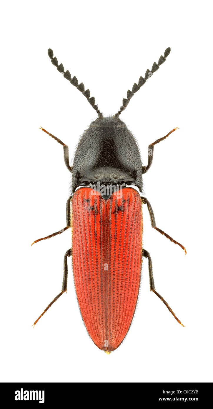 Ampedus rufipennis isolated on a white background. Stock Photo