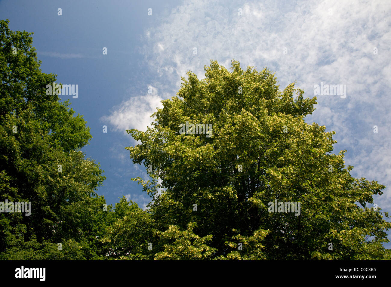 Flowering Linden tree against forest and blue sky Stock Photo