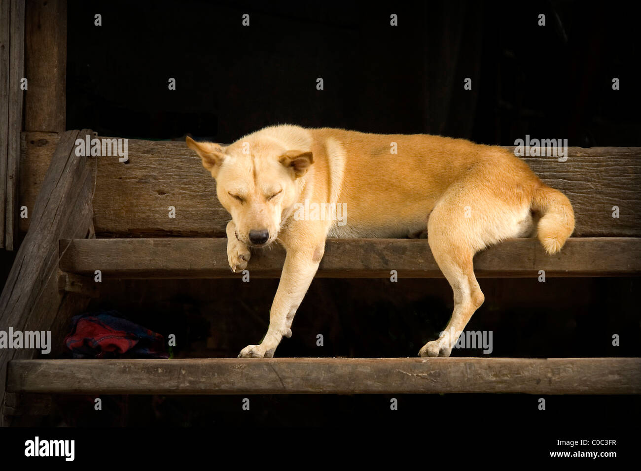 Resting village dog on stairs Stock Photo