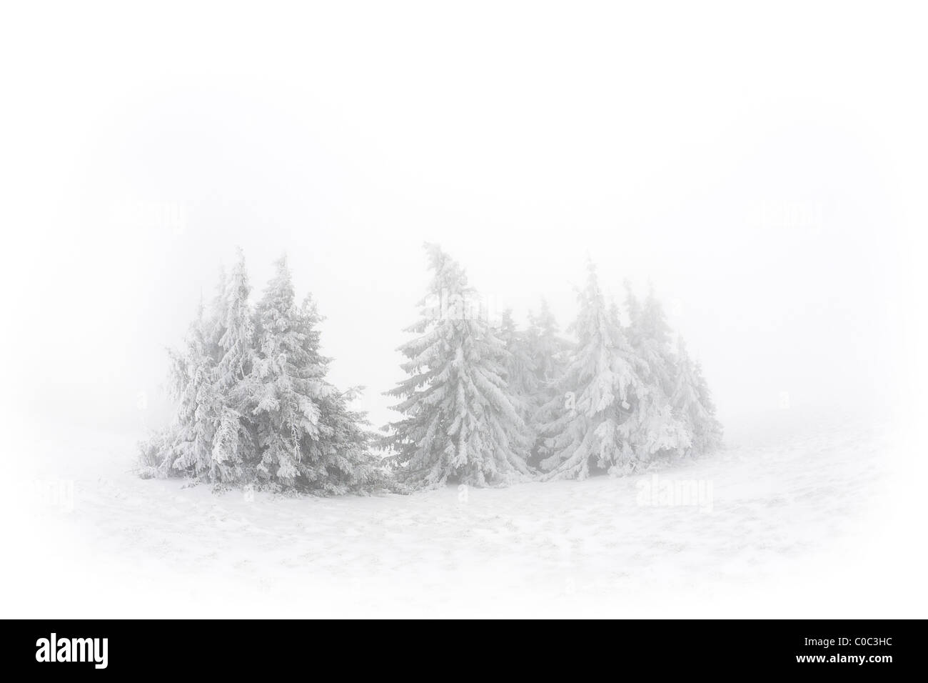 A copse of Norway spruces (Picea abies) snow-covered  (France). Groupe d'épicéas communs (Picea abies) recouverts de neige. Stock Photo