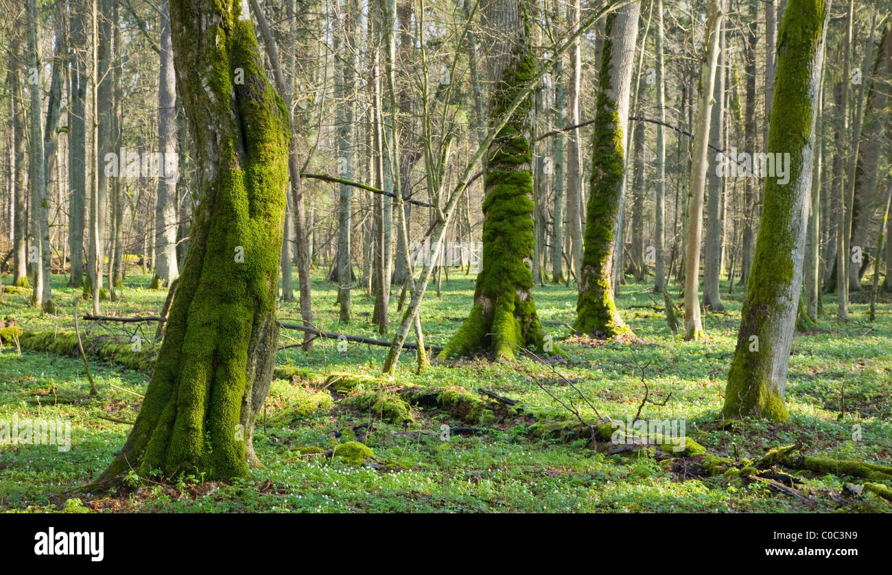 Mossy forest bed hi-res stock photography and images - Alamy