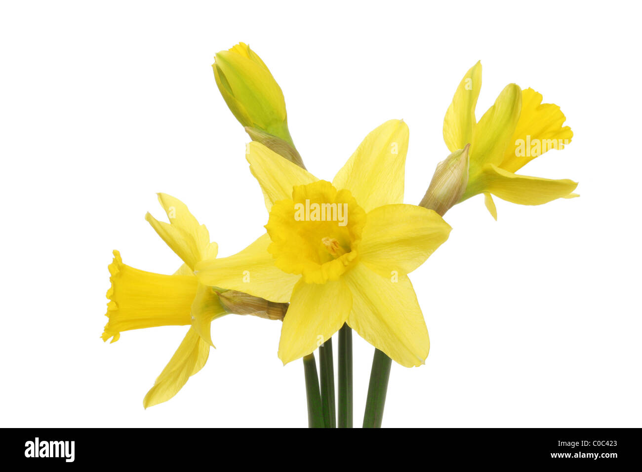 Daffodil flowers and emerging bud isolated against white Stock Photo ...