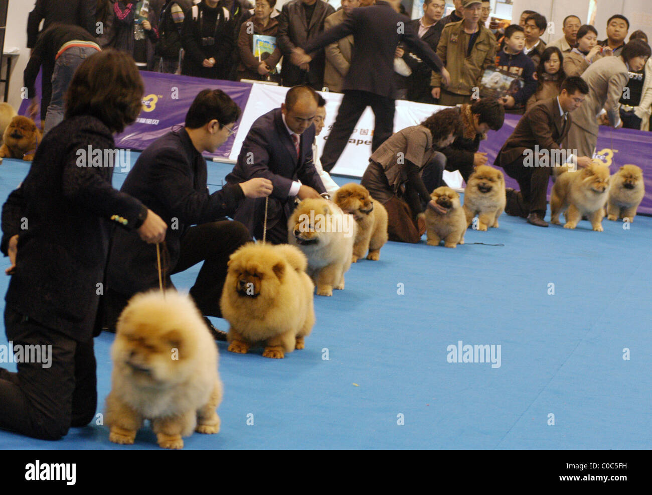 Ckc dog online
