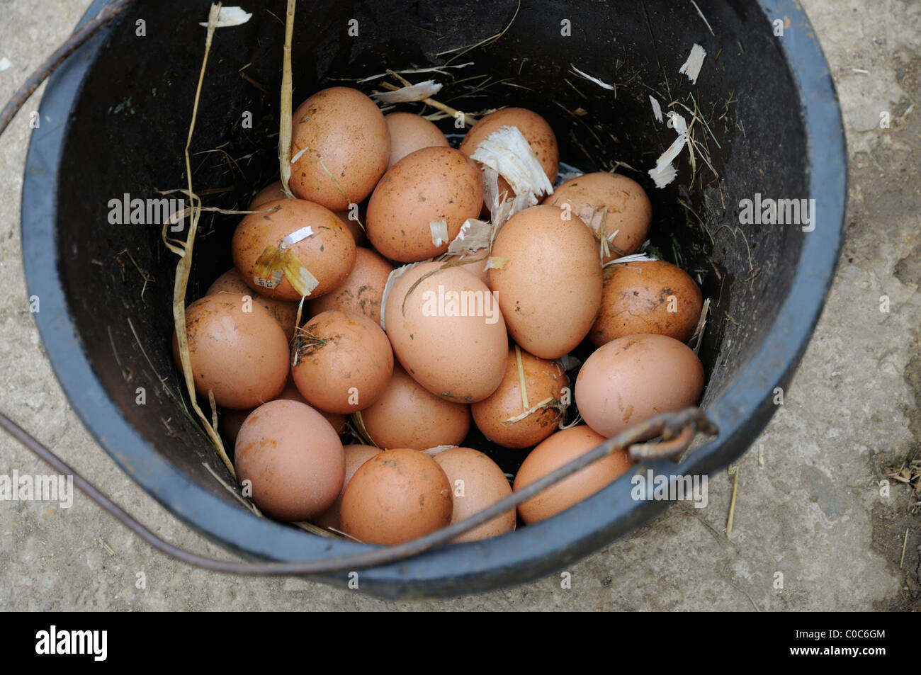 Fresh chickens eggs in a bucket Stock Photo