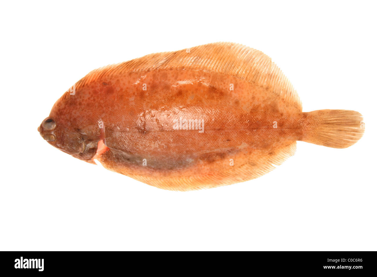 Lemon sole fish isolated on white Stock Photo Alamy