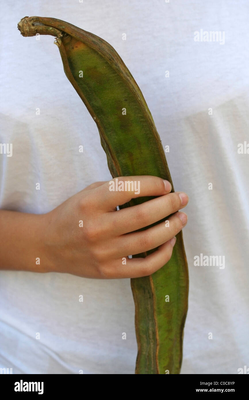 Pacae (Inga feuillei). Legume fruit from Amazonia, also known as "ice