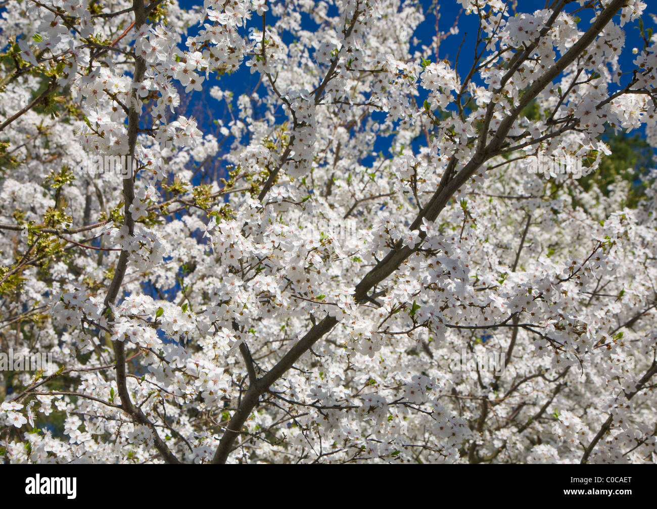 Flowering white plum tree against blue background Stock Photo