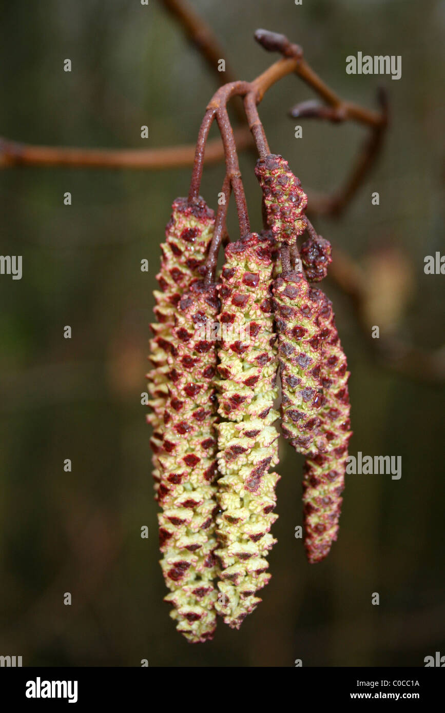 Mature Male Common Hazel Corylus avellana Catkins Taken At Carsington Water, Derbyshire, UK Stock Photo