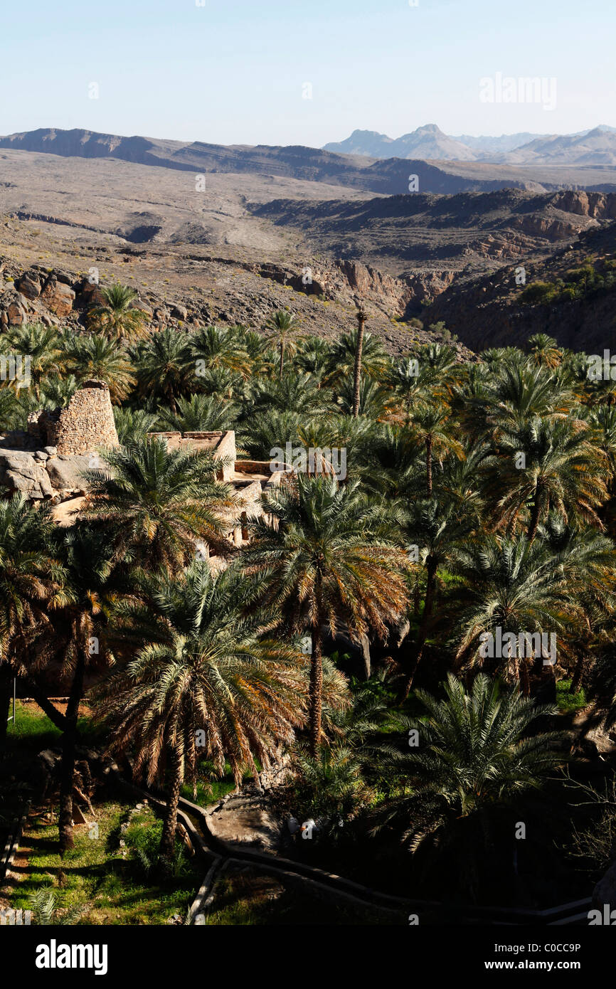 A date plantation and falaj (irrigation channel) in the Omani mountain village of Misfah. Stock Photo