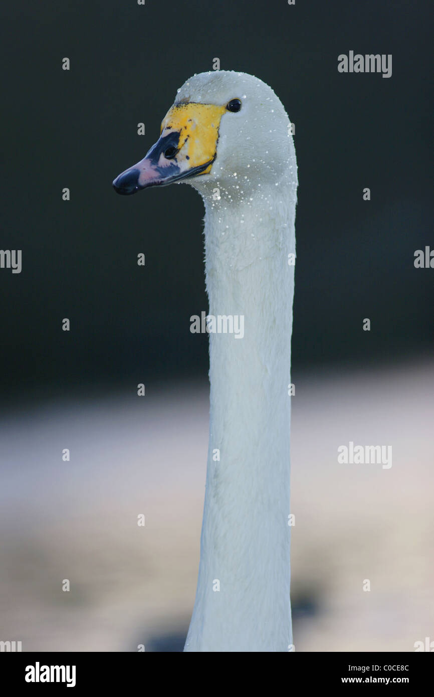 K whooper hi-res stock photography and images - Alamy