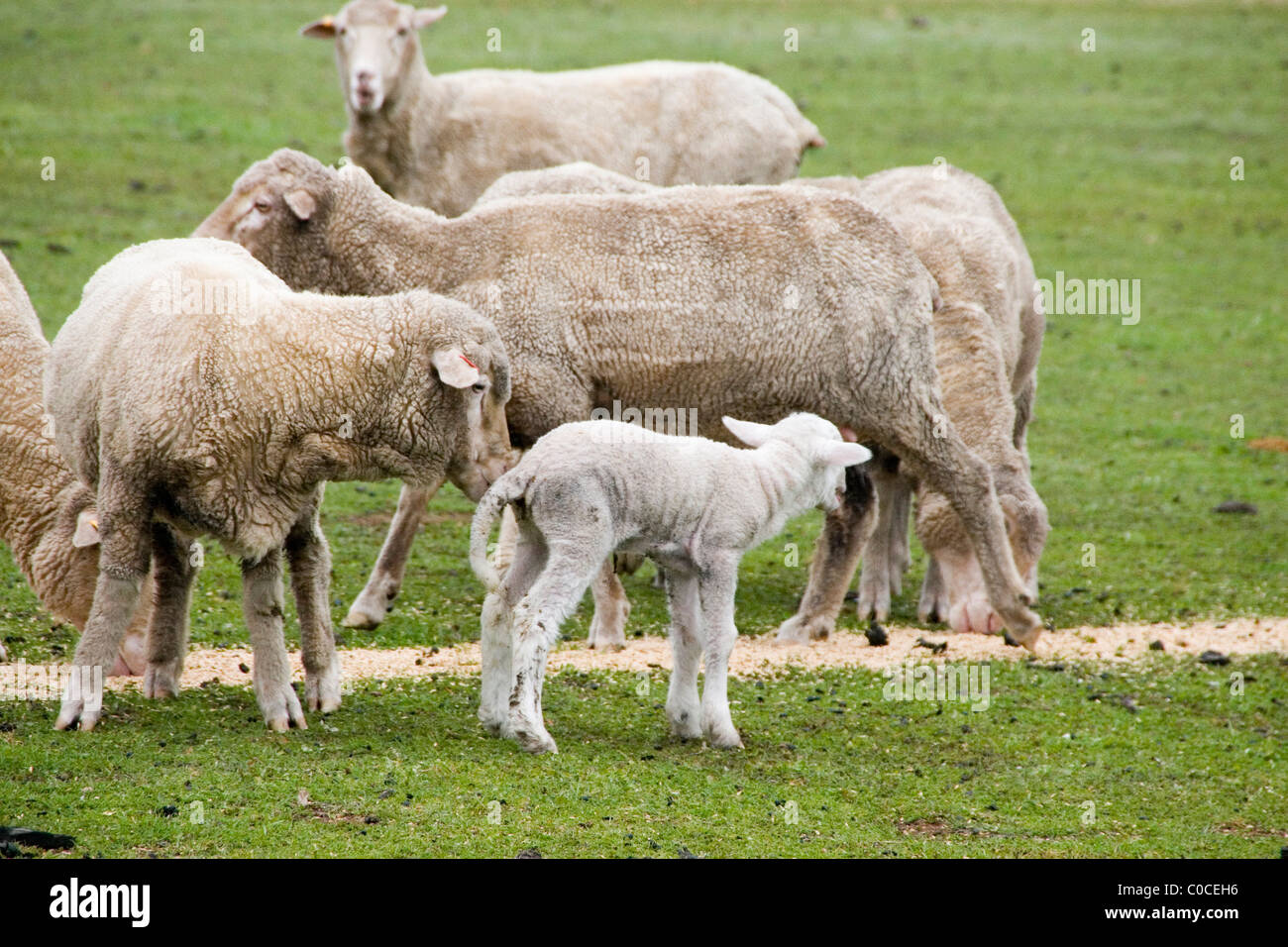 Grain fed australia hires stock photography and images Alamy
