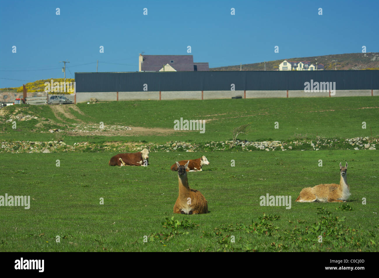 Farm on the Anglesey Island Stock Photo