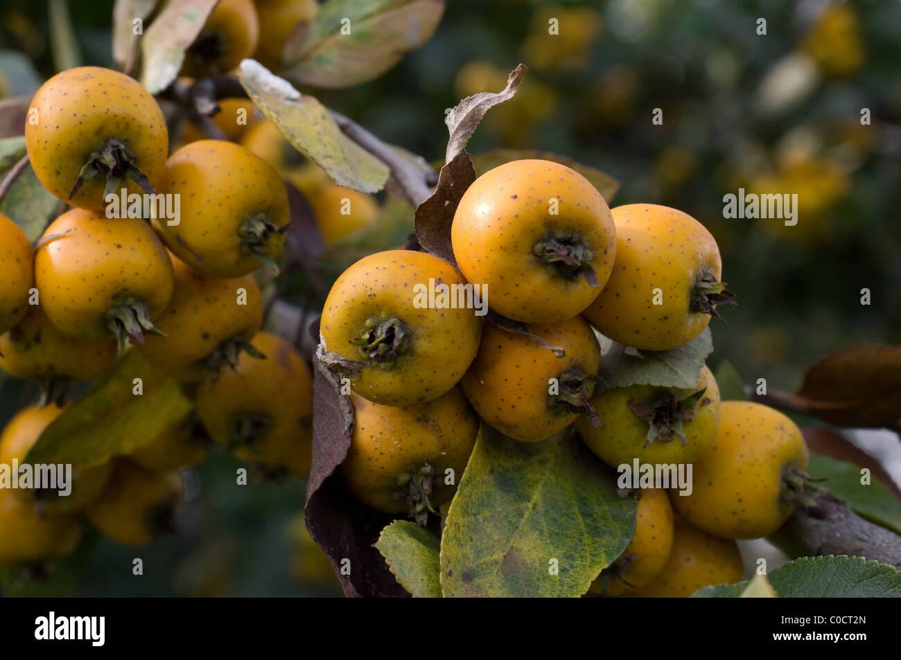 Tejocote fruit (Crataegus mexicana) in Mexico Stock Photo - Alamy