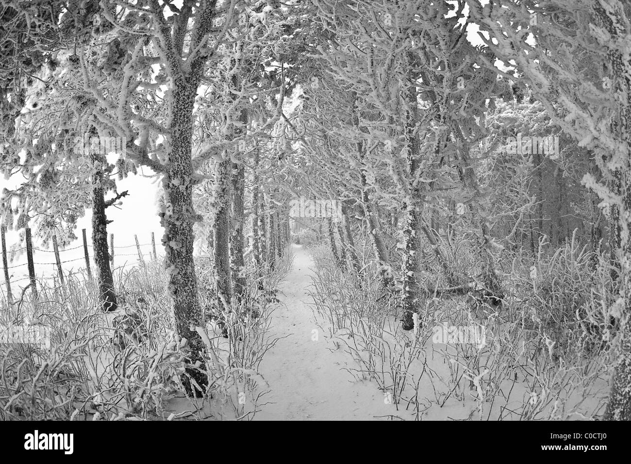 A hiking path through a forest covered with snow and frost (France). Sentier de randonnée dans une forêt en hiver (France). Stock Photo