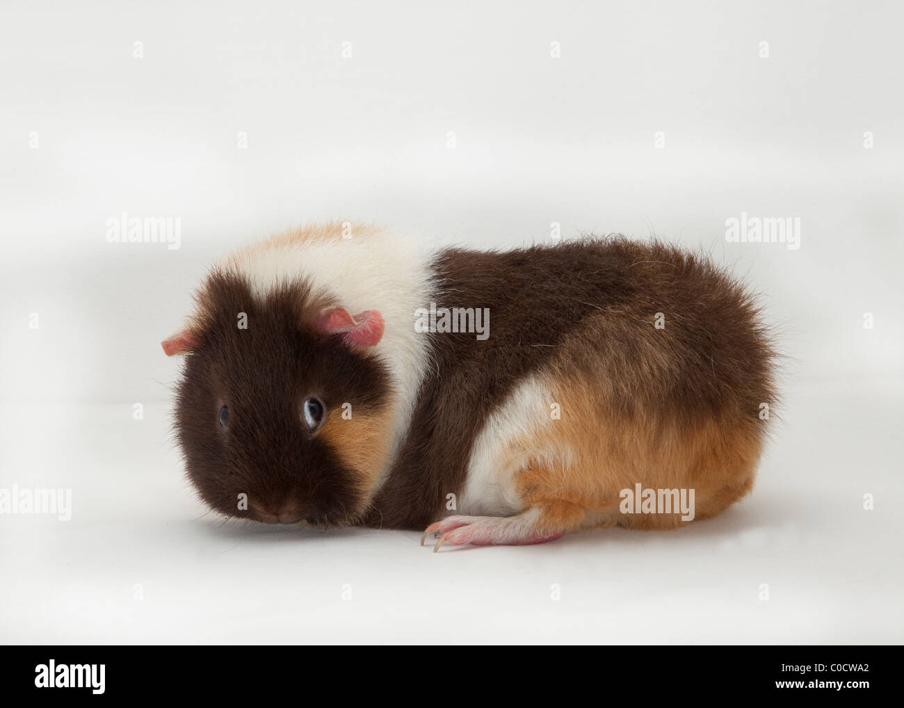 CAVIA - GUINEA PIG Stock Photo