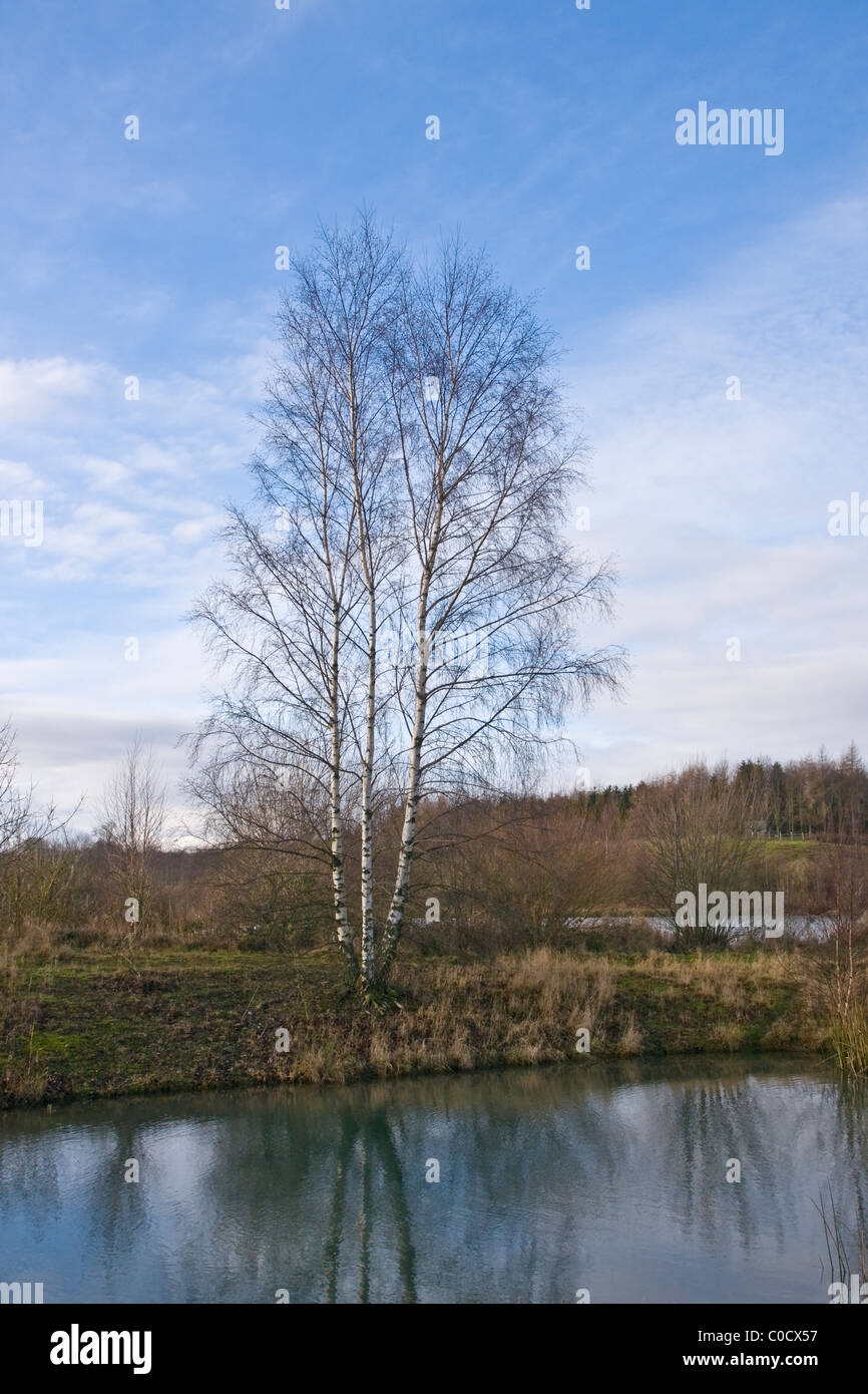Birch tree and wetland area at Marfield Nature Reserve, near Masham, North Yorkshire. Reserve created from old gravel workings. Stock Photo
