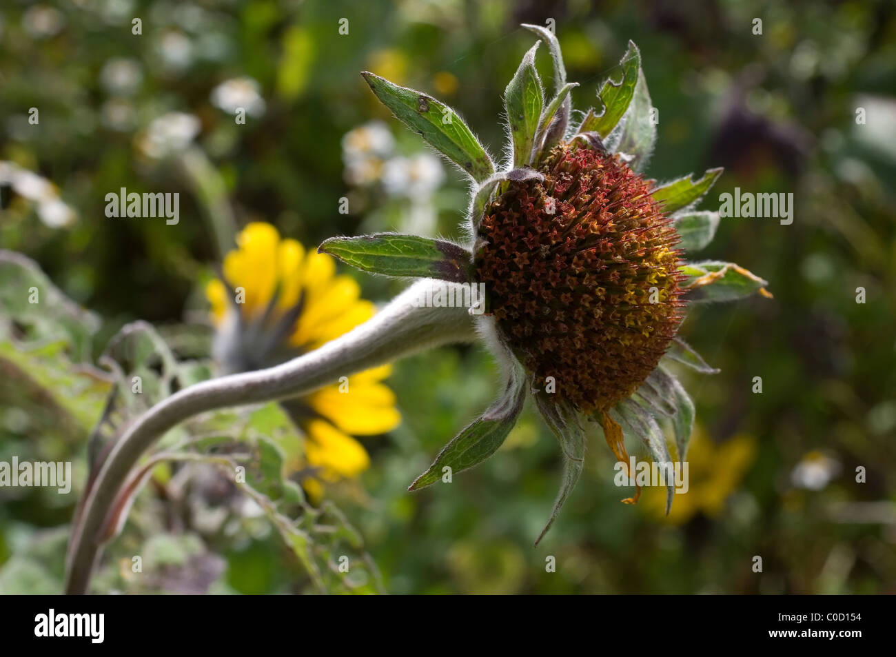 Wild Mexican sunflower (Girasol / Tithonia tubaeformis) Stock Photo