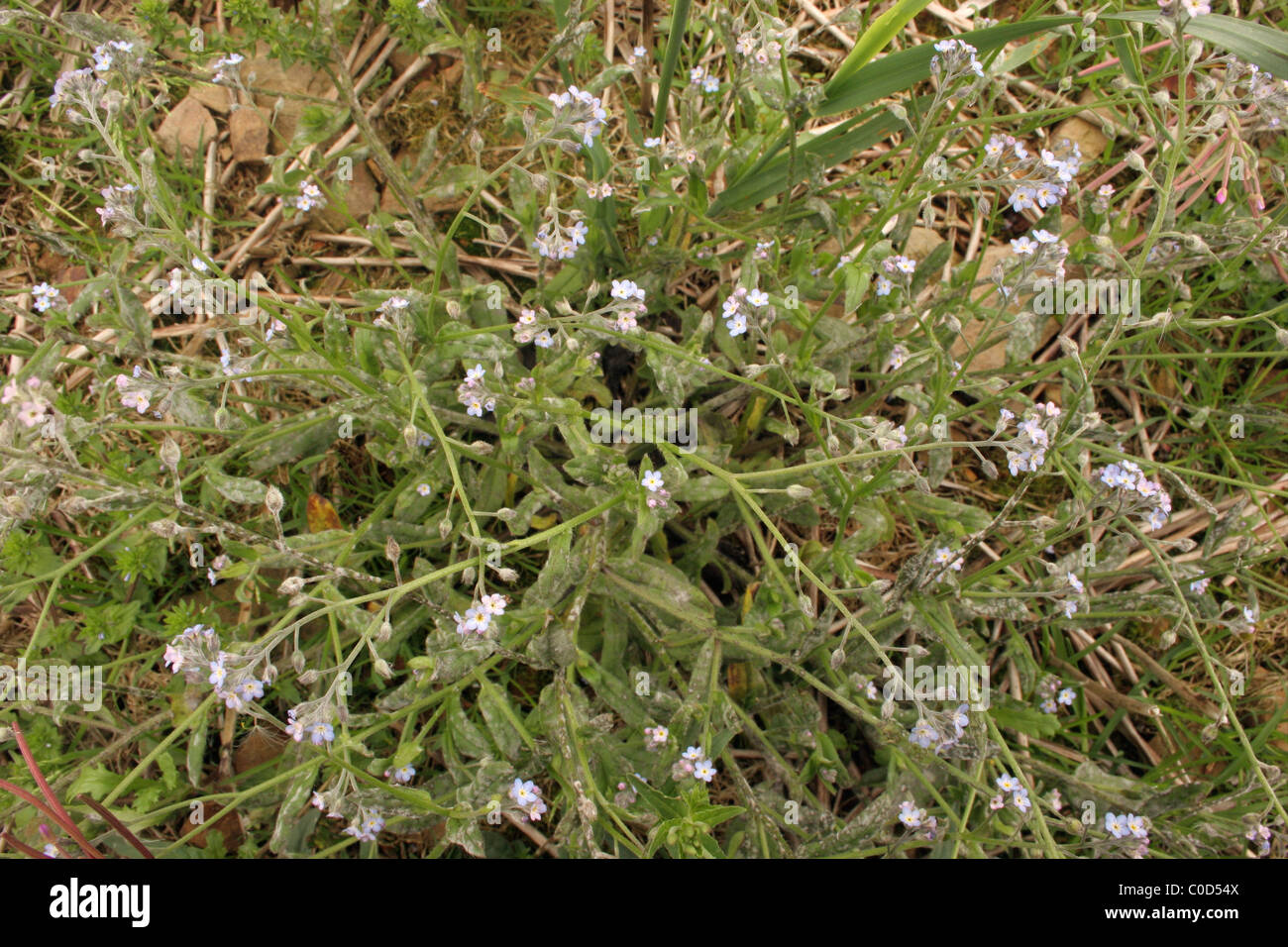 Field forget-me-not (Myosotis arvensis : Boraginaceae), in a cornfield, UK. Stock Photo