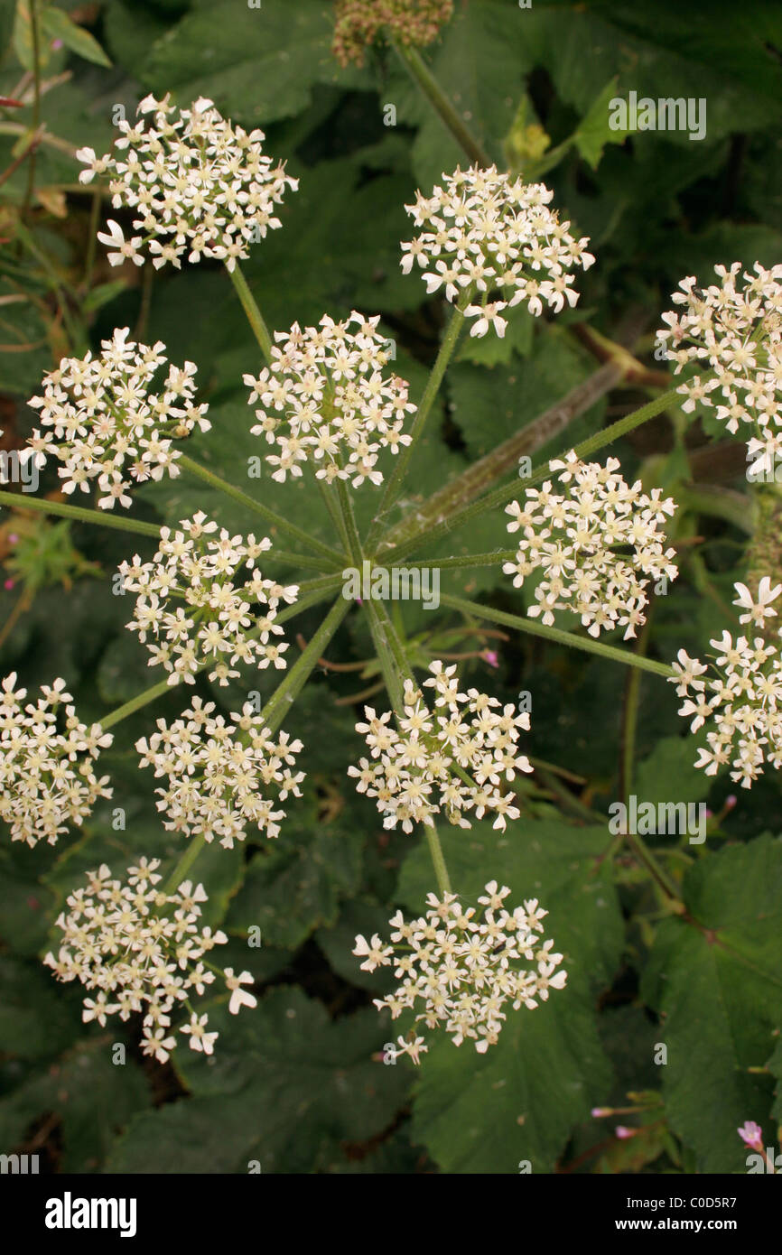 Hogweed (Heracleum sphondylium : Apiaceae), umbel, UK. Stock Photo
