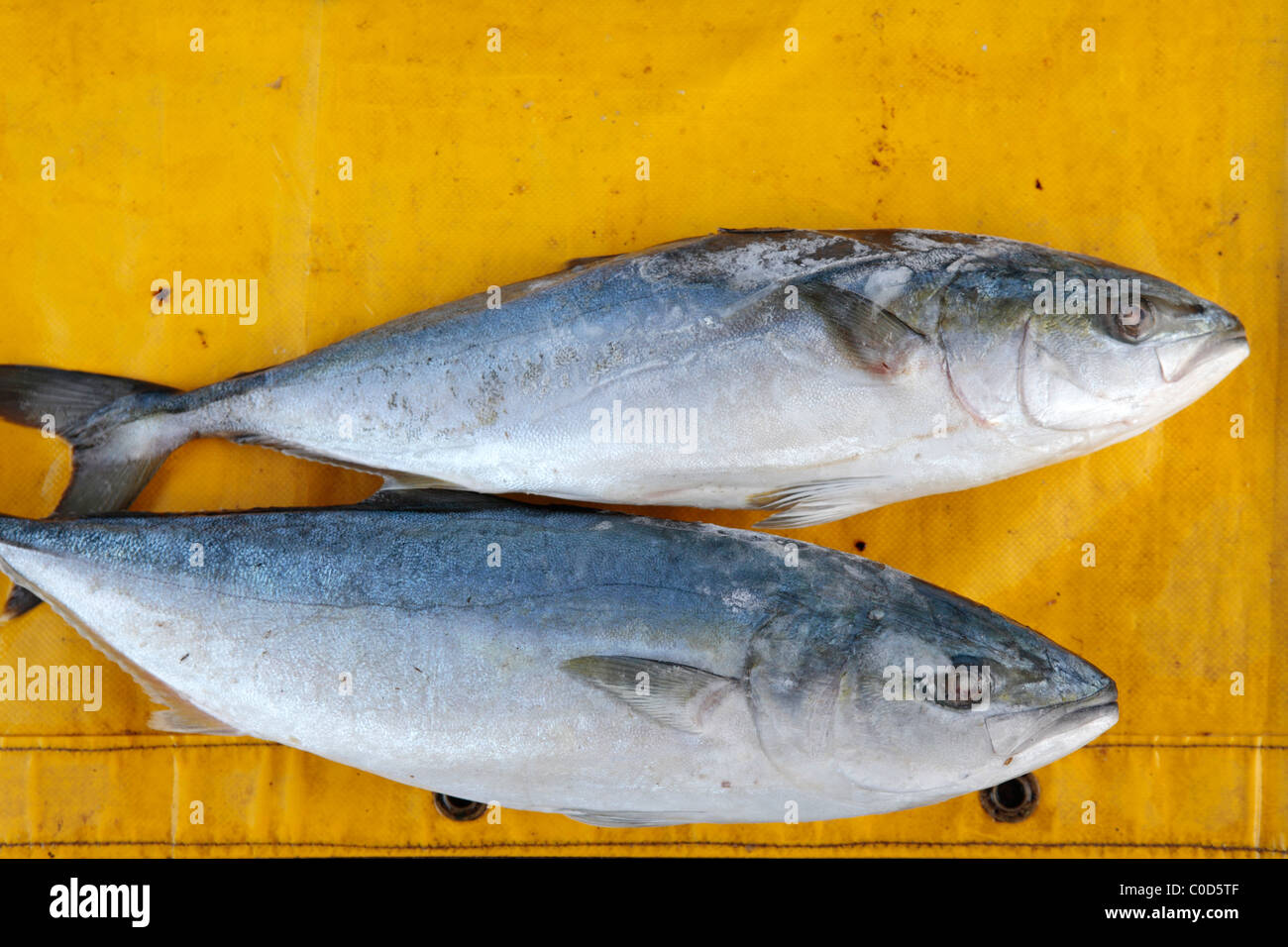 Yellowtail or amberjack (Seriola lalandi) Fish Stock Photo Alamy