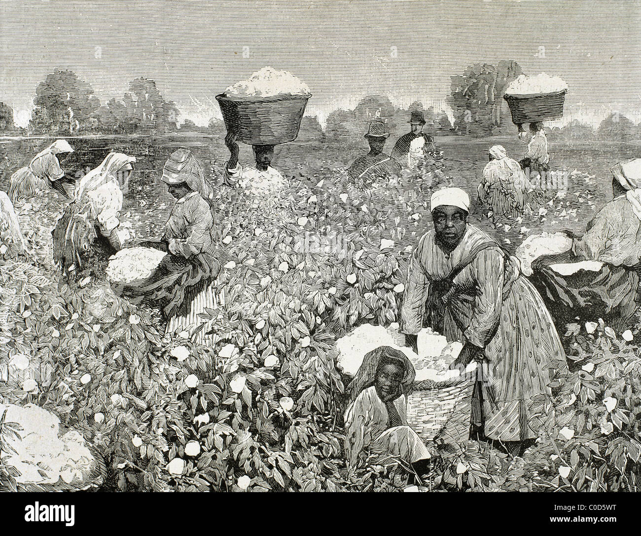 United States. Picking cotton. Engraving 1878. Stock Photo