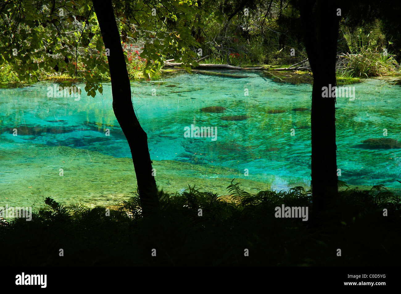 crystal clear waters of Ichetucknee Springs State Park North Florida