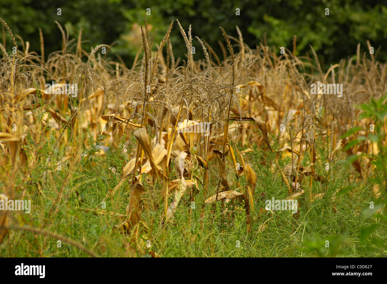 Farm with dead crops hi res stock photography and images Alamy