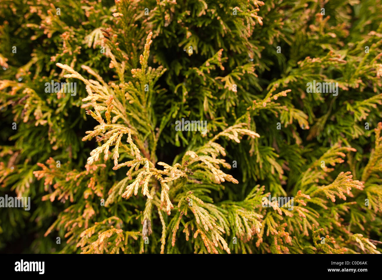 Golden Globe conifer Stock Photo